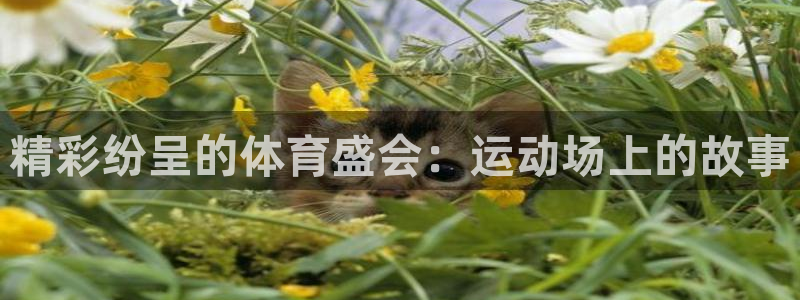 678体育app