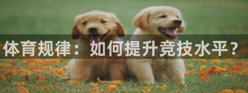 678体育app